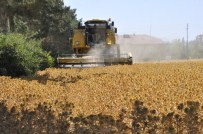EDIP BUDAN - Kahramanmaraş'ta İlk Aspir Hasadı Yapıldı