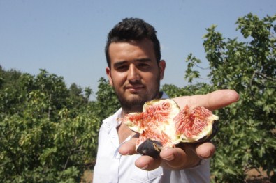 Kraliyet Meyvesinin Hasadı 6 Liradan Başladı