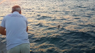 Balık Beklerken Oltaya Martı Takıldı