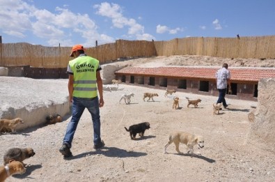 Ürgüp'te Sokak Hayvanları Güvende