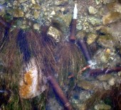 Kızılırmak'ta 130 adet mühimmat çıktı