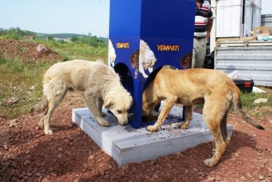 Kocaeli'de Kavurucu Sıcaklarda Sokak Hayvanları Aç Ve Susuz Kalmıyor