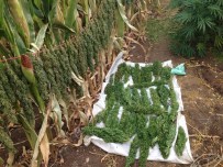 UYUŞTURUCU OPERASYONU - Diyarbakır'da Silah Ve Uyuşturucu Operasyonu