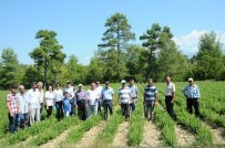 TIBBİ BİTKİLER - Manavgat'ta Tarla Günü Etkinliği