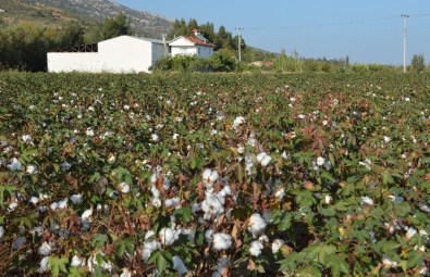 Masraflar Artınca Üretici Beyaz Altından Kaçtı