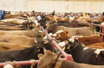 'Vekalet Yoluyla Kurban' Kesmenin Bedeli Açıklandı