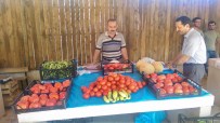 Yerli Pembe Domates Fideleri İlk Meyvelerini Verdi