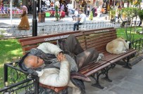 SOKAK KÖPEĞİ - Bir Bankta İki Dost
