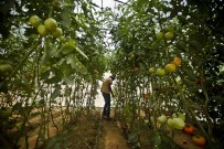 ORGANİK ÜRÜN - Gazze'de Organik Tarım