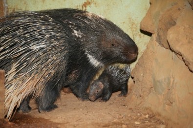 Hayvanat Bahçesinin Yeni Sakinleri İlgi Odağı Oldu