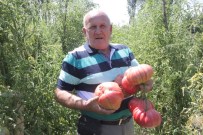 KAYAPA - 1,8 Kiloluk Organik Osmanlı Domatesi Yetiştirdi
