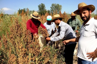 Kinoa Bitkisinin Tohum Hasadı Yapıldı