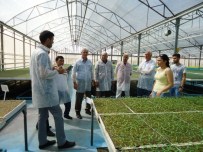 AYASOFYA MÜZESI - TİKA Desteğiyle Türkmenistanlı Heyete Seracılık Eğitimi