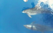 YUNUSLAR - Yunuslar Marmaris Körfezi'nde Şov Yaptı