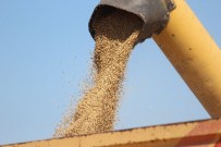 Beyşehir Ve Seydişehir'de 15 Bin Ton Hububat Alındı