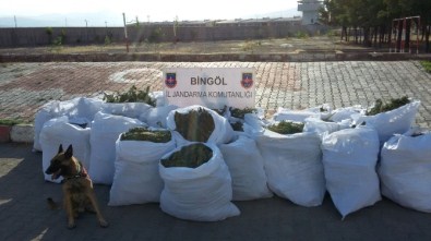 Jandarmadan 1 Buçuk Milyon TL' Lik Esrar Darbesi