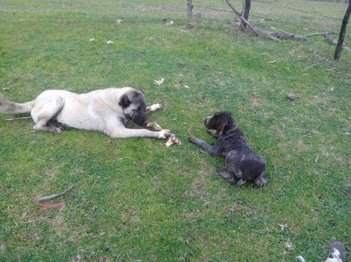 Samsun'da 6 Cins Köpek Zehirlendi