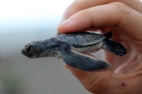 CARETTA CARETTA - Yeşil Kaplumbağa Yavruları Denizle Tanıştı