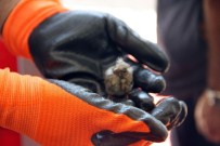 DUMANLı  - Serçe Yavrusu İçin Seferber Oldular