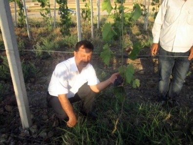 Siirt Üniversitesinde Üzüm Hasadı