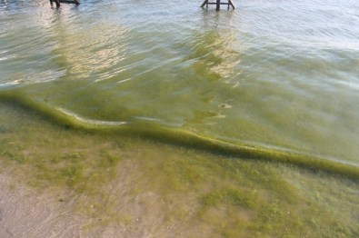 Tekirdağ'da Yeniçiftlik'teki Denize Yosundan Girilmiyor