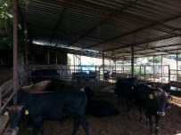 CELEP - Çobanlar Da Çağa Ayak Uydurup İnternetten Kurbanlık Satmaya Başladı