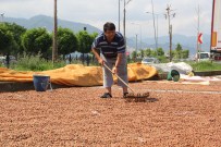 FINDIK HASADI - Giresun Ticaret Borsasında İşlem Tahtası Açıldı