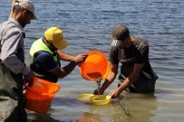 OT SAZANı - Göletlere 100 Bin Yavru Balık Bırakıldı
