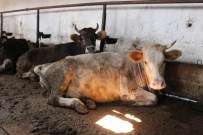 Kurbanlık Fiyatlarındaki Artış