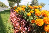 Tekirdağ'da 515 Bin Mevsim Çiçeği Ekildi