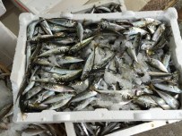 OLTA - Tezgahlarda Balık Kalmadı