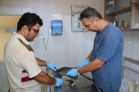 Buca'da Sokak Hayvanlarına 7/24 Hizmet