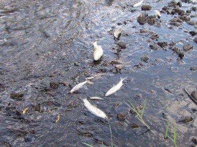 Çanakkale'de Korkutan Balık Ölümleri