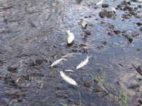 KOCABAŞ - Çanakkale'de Korkutan Balık Ölümleri