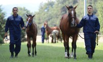 KARA HARP OKULU - Devlet Başkanlarını Karşılayan Süvari Atları Bursa'da Yetiştiriliyor