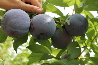 Yerli Türk Erik Cemre Dünya Pazarında