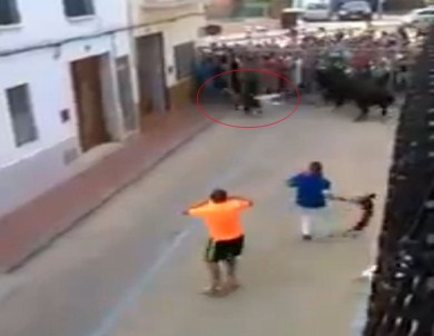 Boğanın boynuz darbeleri öldürdü