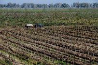 KOCABAŞ - Gönen'de Meyve Üretimi Artıyor
