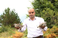 Kastamonu'da 500 Keklik Doğaya Bırakıldı