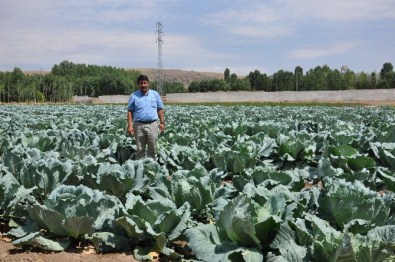 Tarlada Kalan Lahanalar Hayvanlara Yem Oluyor