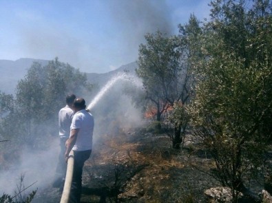 Bilecik'te Zeytinlik Alanda Yangın Açıklaması 1 Yaralı