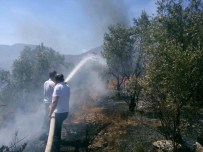 SERKAN YILDIRIM - Bilecik'te Zeytinlik Alanda Yangın Açıklaması 1 Yaralı