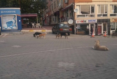 Hisarcık'ta Sahipsiz Köpekler Korkutuyor