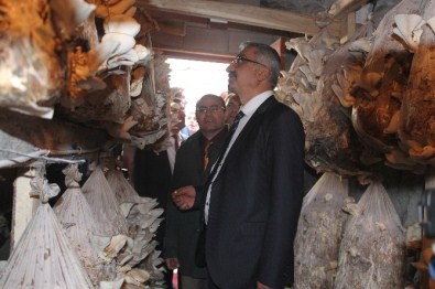 Niğde'de Yeraltı Depolarında Mantar Yetiştiriciliği Çalışması Yapılıyor