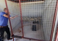 VAŞAK - Bayburt'ta Bulunan Yaralı Vaşak Tedavi İçin Erzurum'a Gönderildi