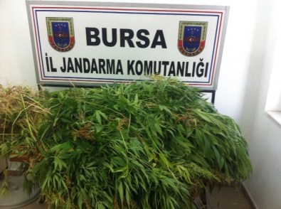Bursa'da Uyuşturucu Operasyonu