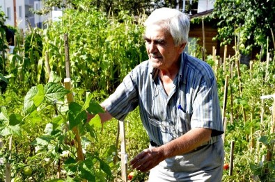 Hobi Bahçelerinde Hasat Dönemi