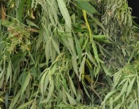 Muğla'da Yasa Dışı Ekim Operasyonu