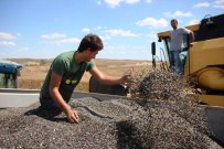 MUSTAFA YıLDıZ - Tekirdağ'da Ayçiçeği Hasadı Başladı