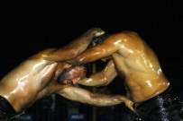 İBRAHIM KÜÇÜK - Tekkeköy'de Güreş Şenliği